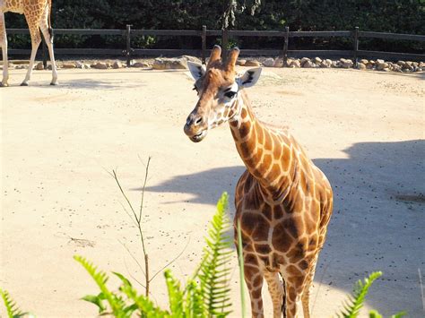 Free photo: Giraffe, Taronga, Zoo, Wildlife - Free Image on Pixabay - 105683