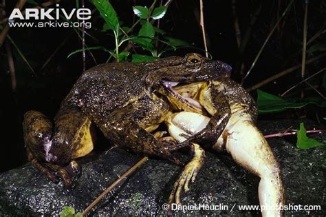 Goliath frog - Alchetron, The Free Social Encyclopedia