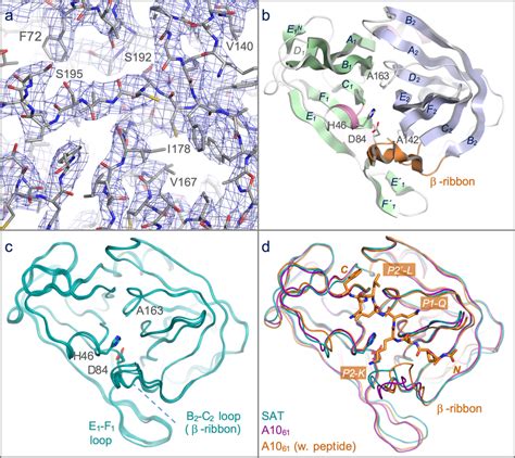 Structure of the 3C protease from the SAT2/GHA/8/91 serotype FMDV. (A)... | Download Scientific ...