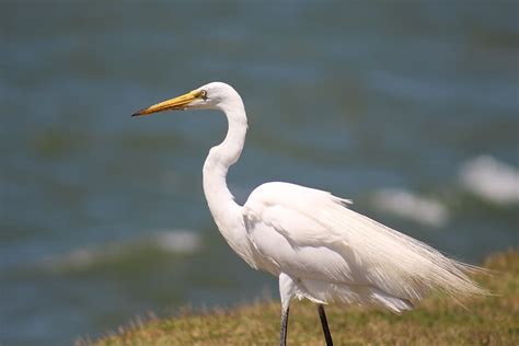 White Crane Bird Is Standing On Water Looking For Food Jpg HD Birds | Wallpaper Collection