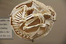 Southern three-banded armadillo - Wikiwand