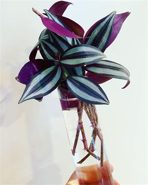 Tradescantia Zebrina Propagation: 3 Simple Steps to Succeed