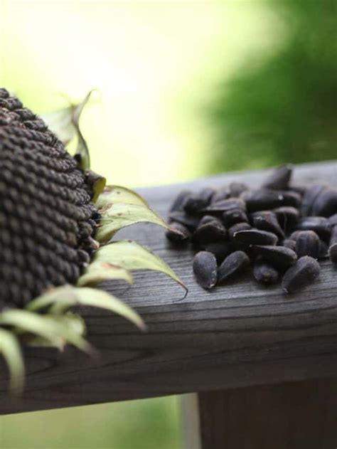 Harvesting Sunflower Seeds - Farmhouse & Blooms