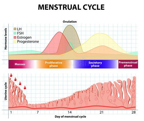 Diagramme D'ovulation Cycle Menstruel Femelle Illustration de Vecteur ...