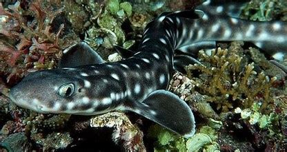 Catshark - Shark Facts For Kids