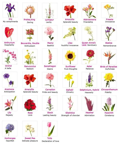 Flowers, Their Meanings, And Which Ones NOT To Give Your Valentine | Flower meanings, Flower ...