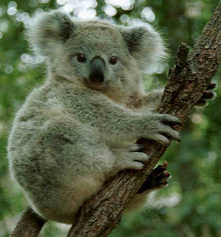 Koala bear like marsupial - Australian native animal, Photos, Pictures, Art, Music, Poetry