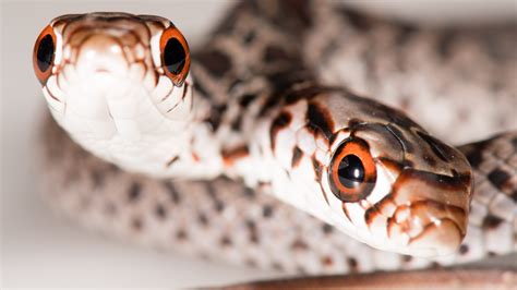 Florida woman's cat brings home two-headed snake, a rare 'pheneomenon'