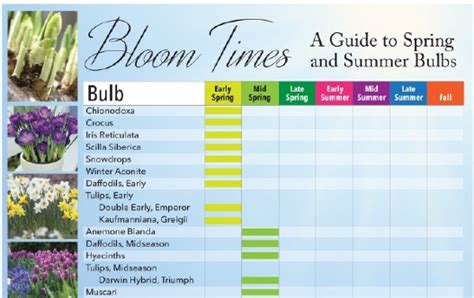 Bloom Times: Guide to Spring and Summer Bulbs – Longfield Gardens