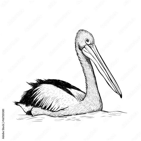 Pelican bird sketch black and white hand drawing. Vector illustration ...