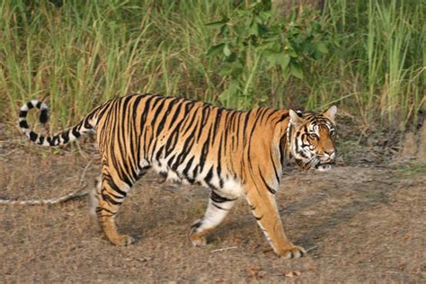 Kanha National Park Madhya Pradesh, India | Kanha Tiger Reserve