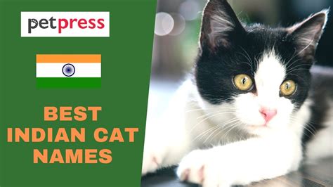 Best 36 Indian Cat Names - YouTube