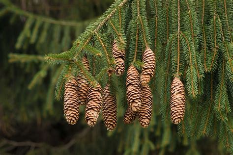 Norway Spruce Tree Seeds 50 Seeds Beautiful Evergreen Tree - Etsy