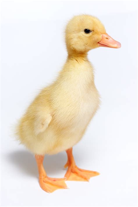 File:Duckling - domestic duck.jpg - Wikimedia Commons