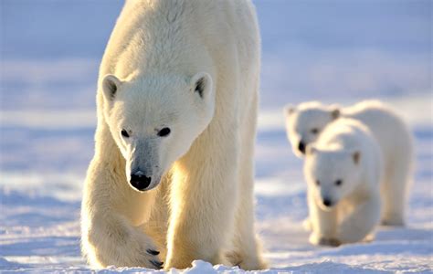 10 Fast Facts About Polar Bears | Arctic Kingdom