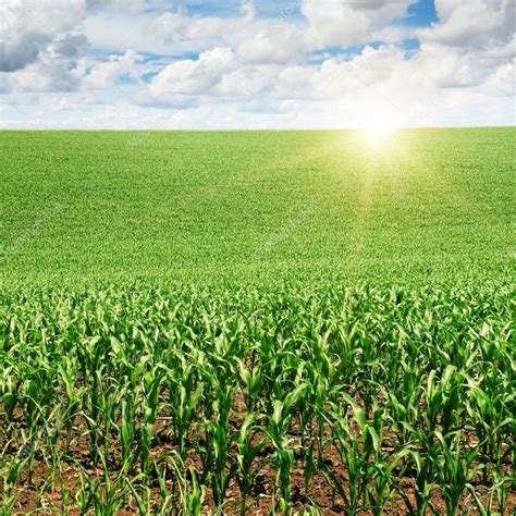 Sunrise over the corn field — Stock Photo © Alinamd #23361486