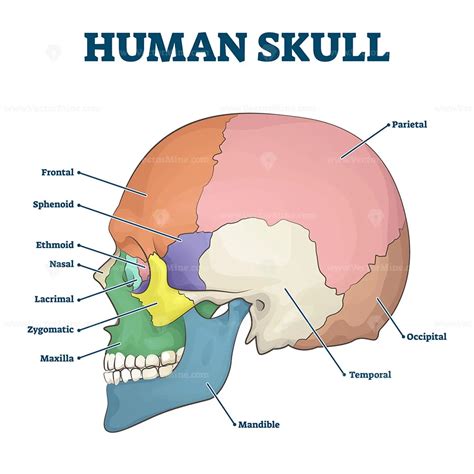 Human skull bones skeleton labeled educational scheme vector illustration - VectorMine