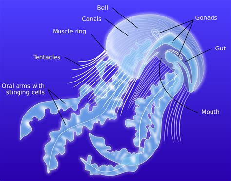 Anatomy of a jellyfish-en - Jellyfish - Wikipedia | Jellyfish facts, Jellyfish quotes, Jellyfish ...