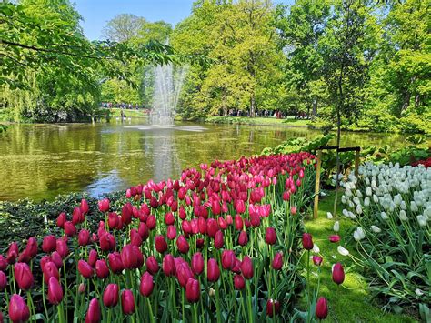 Keukenhof: One of the Must See Gardens in Europe - MilesGeek ️