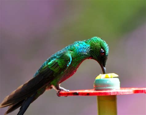 A Tree Falling: La Paz Waterfall Gardens: Hummingbirds