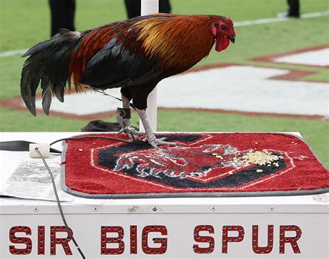 150+ Teams in 150+ Days: South Carolina Gamecocks : r/CollegeBasketball