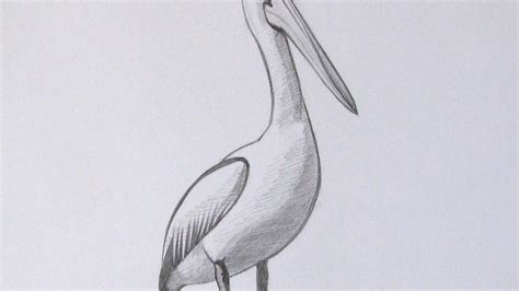 How To Draw A Realistic Pelican - DIY Crafts Tutorial - Guidecentral - YouTube