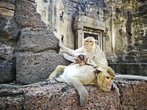 Prang Sam Yod Temple Lopburi Thailand Monkey Temple Asia Stock Photo - Image of flourish, brick ...