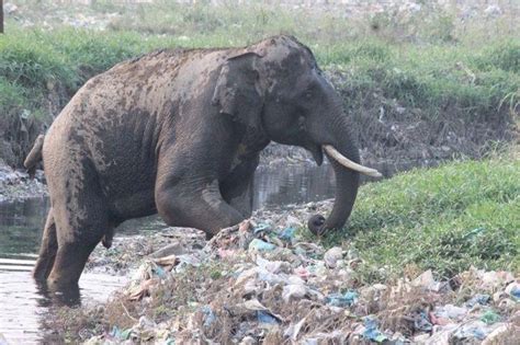 plastic waste:Heartbreaking Photos Of How Our Trash Is Impacting The Animals And Wildlife