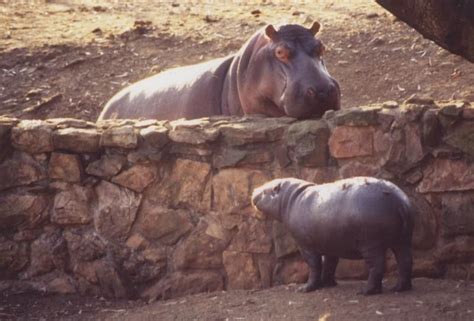 Conservation of the Pygmy Hippopotamus in the Cestos-Senkwehn Rivershed Forests of Southeastern ...