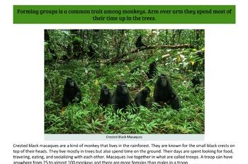 Animal Teamwork Examples from the Rainforest Distance Learning PPT