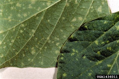 downy mildew (Peronospora manshurica)