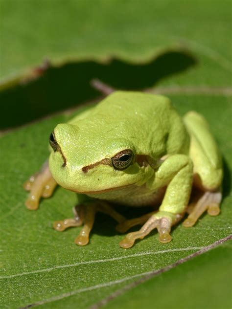 Tree frog - Wikipedia