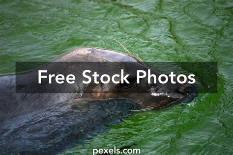 Phocidae Photos, Download The BEST Free Phocidae Stock Photos & HD Images