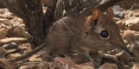 Elephant Shrew: A Wildlife Guide To The Elephant Shrew ️