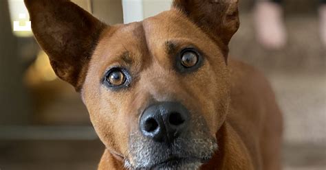 Brown short coated dog on gray concrete floor photo – Free Brown Image on Unsplash