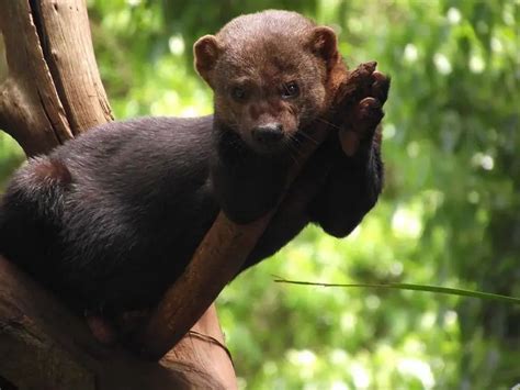 Tayra - Facts, Diet, Habitat & Pictures on Animalia.bio