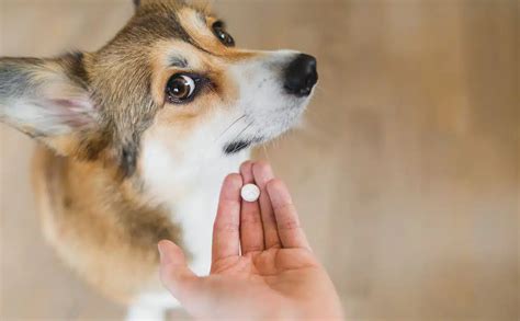 Is Apoquel Dangerous For Dogs