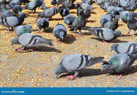 Crow Pigeons Feeding, Jaipur Rajasthan India Stock Image - Image of ...