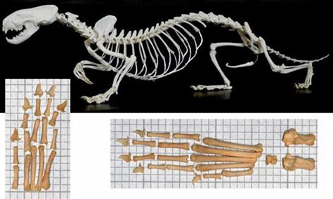 Mustela, Enhydra, Enhydriodon, Lontra and Puijilla