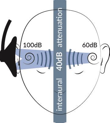 Masking In Audiology, Everything You Might Not Know | Audiology, Human ear anatomy, Ear anatomy