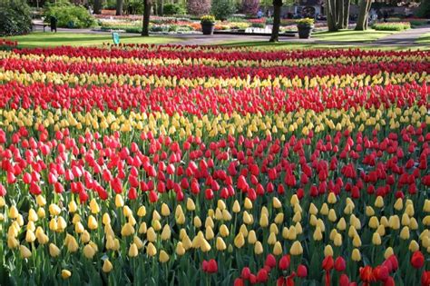 2020 Visit Keukenhof Tulip and Flower Gardens, South Holland