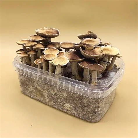 The Magic Of Fungi: Growing And Harvesting Psilocybin With Canadian ...