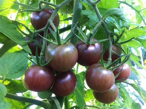 Tomato – Black Cherry – Urban Seedling