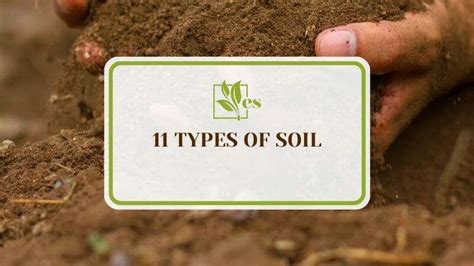 11 Types of Soil: Which Soil Type Is Right for Your Garden? - Evergreen ...