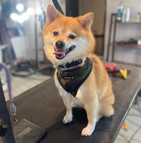 Shiba Inu Pomeranian Mix: A Designer Dog For Beauty Shows