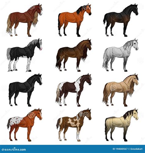 Horse Breeds Set, Various Stallion, Animal , Gallop And Draug Horse - Illustration - Vector ...