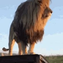 Lion Roar GIFs | Tenor