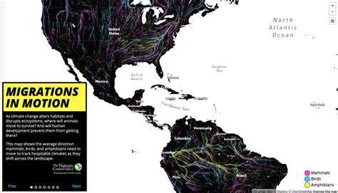 Animated Map Shows Animal and Bird Migrations - Geography Realm