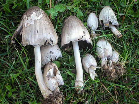 California Fungi: Coprinopsis atramentaria