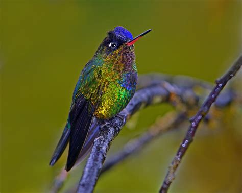 Fiery-throated Hummingbird Photograph by Tony Beck - Fine Art America